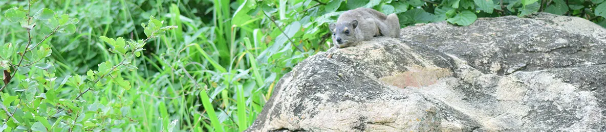 Tarangire national park