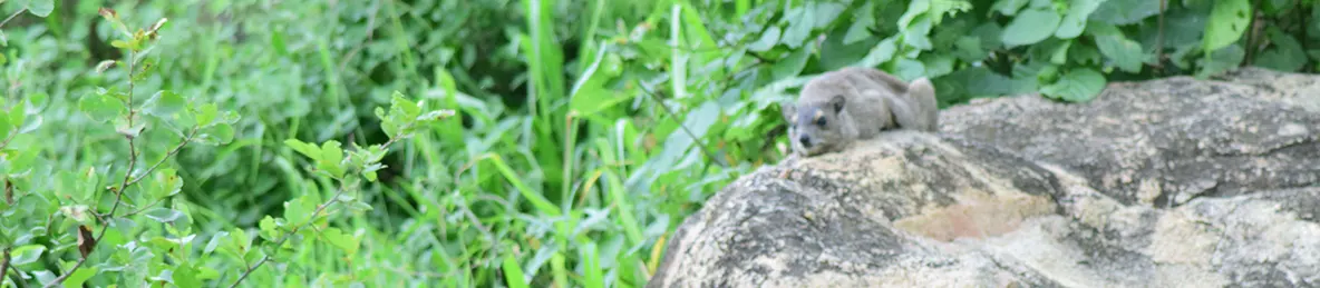 Tarangire national park