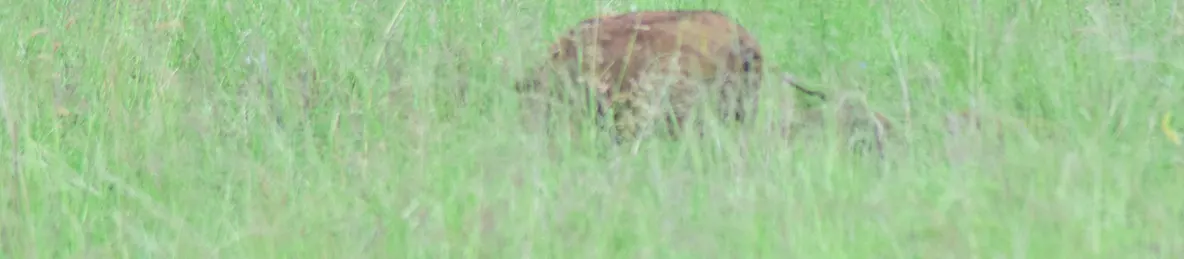 Tarangire national park