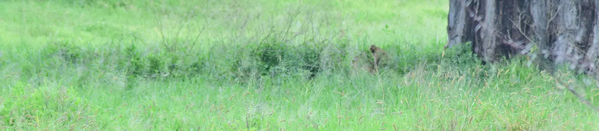 Tarangire national park