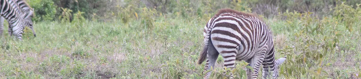 Tarangire national park