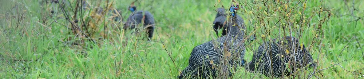Tarangire national park