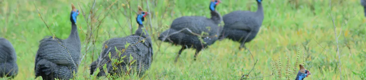 Tarangire national park