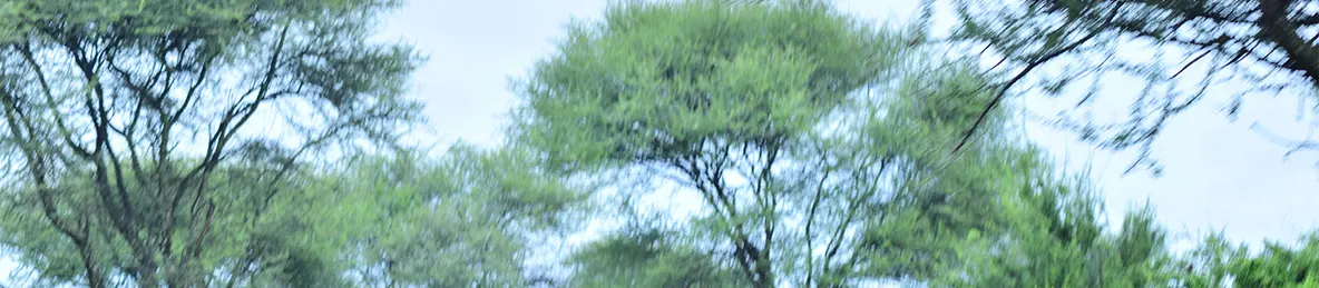 Tarangire national park