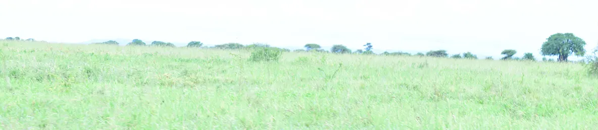 Tarangire national park