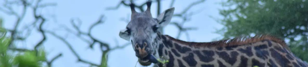 Tarangire national park
