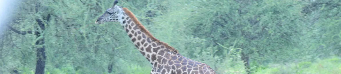 Tarangire national park