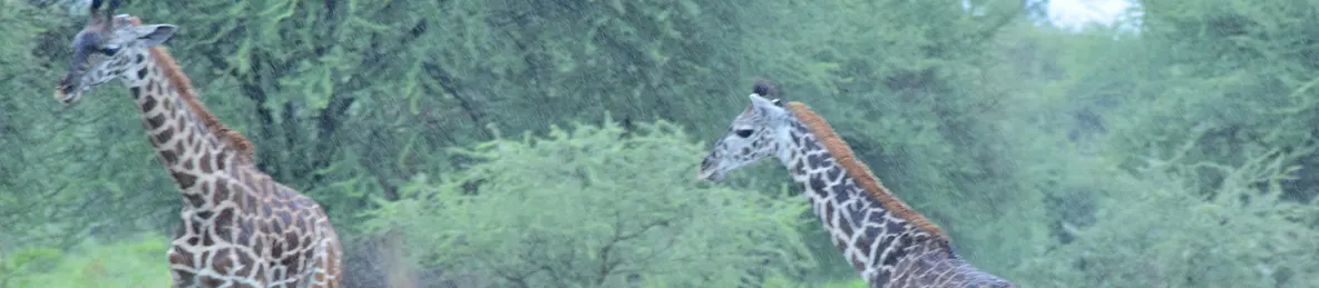 Tarangire national park