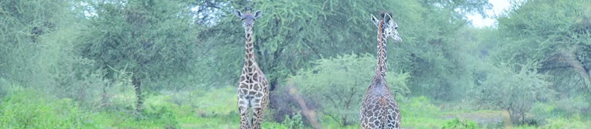 Tarangire national park