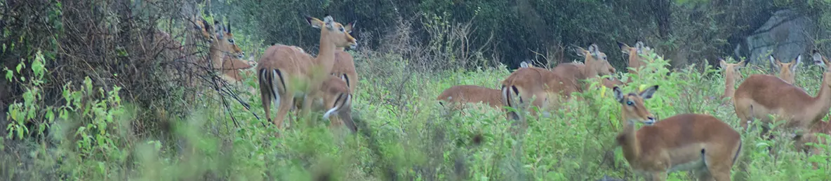 Tarangire national park