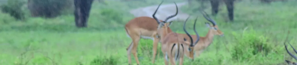 Tarangire national park