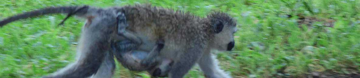 Tarangire national park