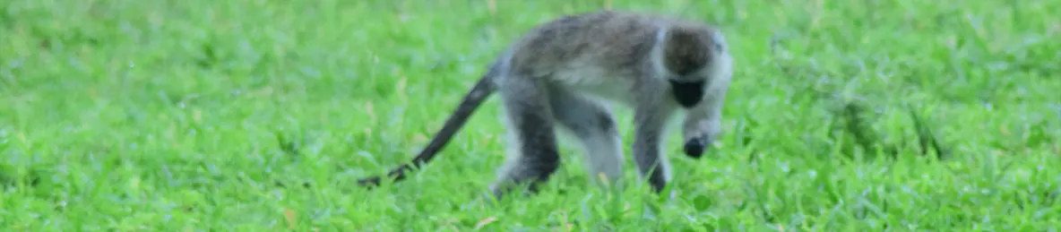 Tarangire national park