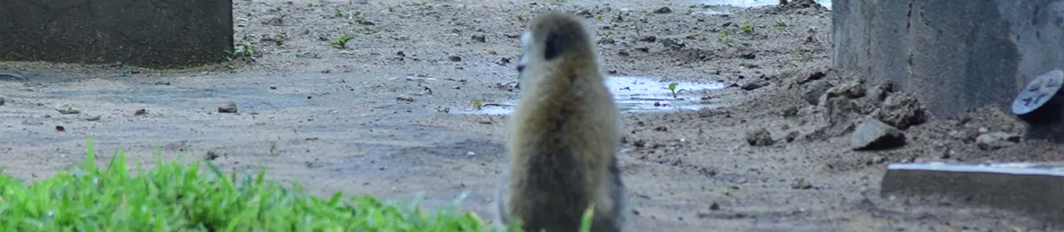 Tarangire national park