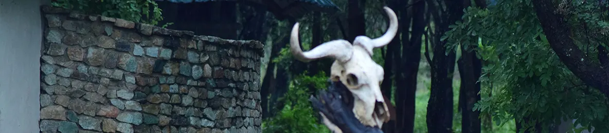 Tarangire national park