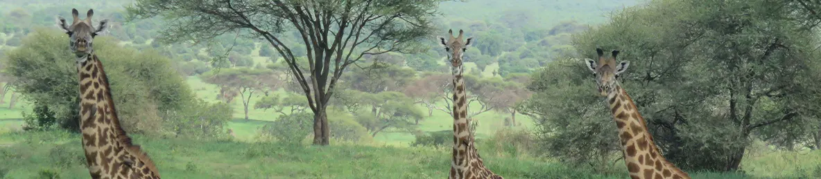 Tarangire national park