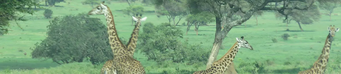 Tarangire national park