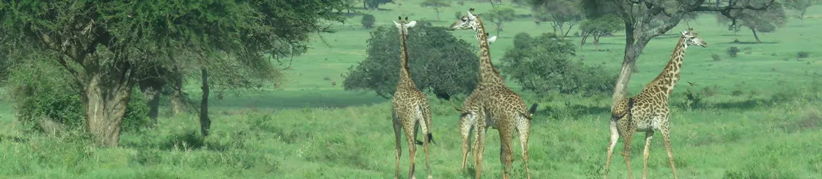 Tarangire national park