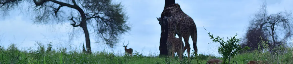 Tarangire national park