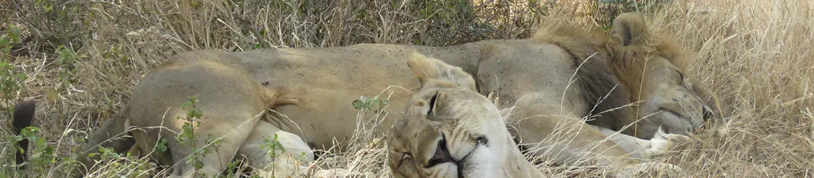 Tarangire national park