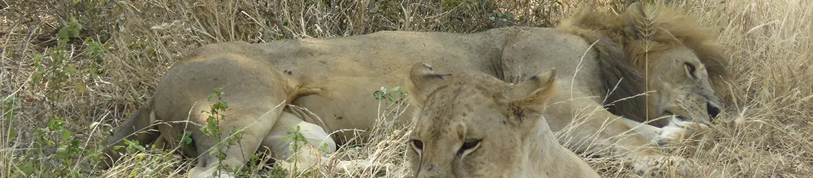 Tarangire national park
