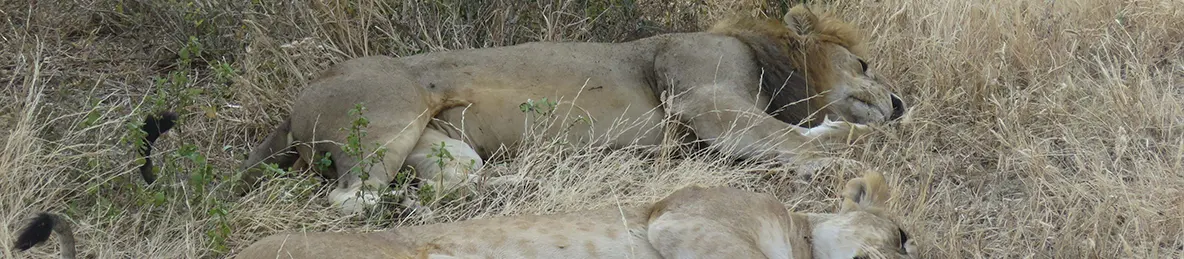 Tarangire national park