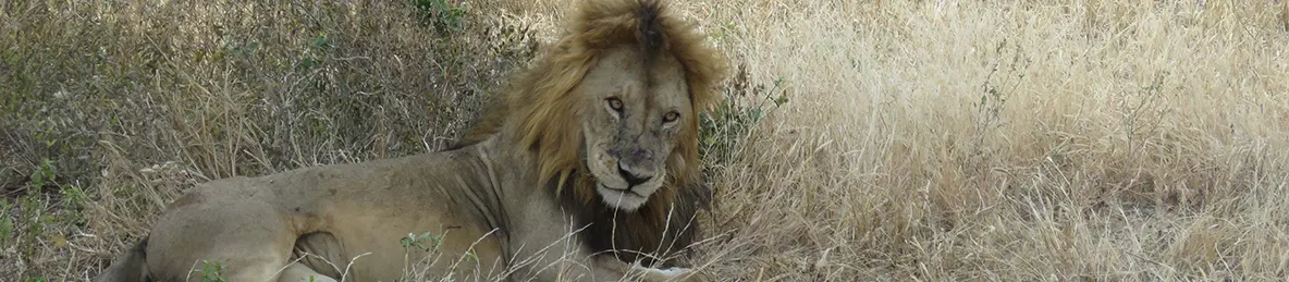 Tarangire national park