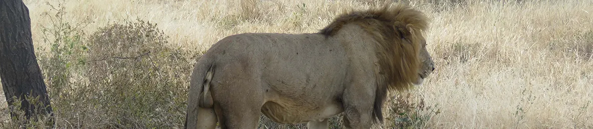 Tarangire national park