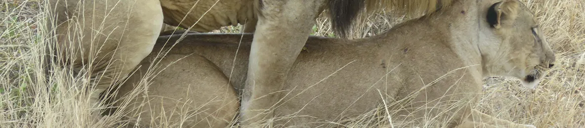 Tarangire national park