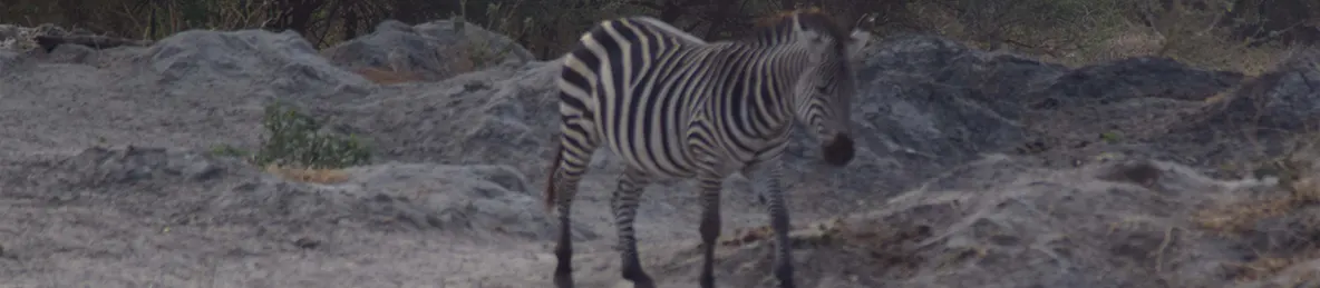 Tarangire national park