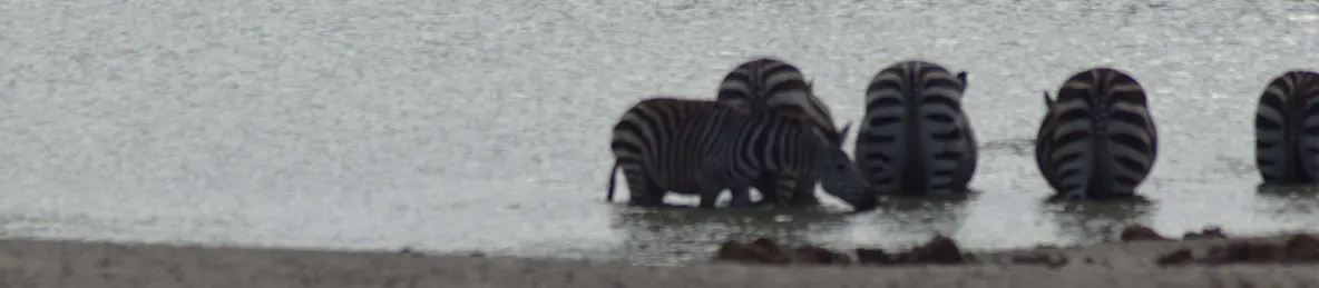 Tarangire national park