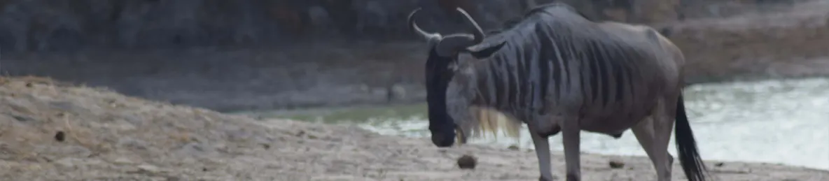 Tarangire national park