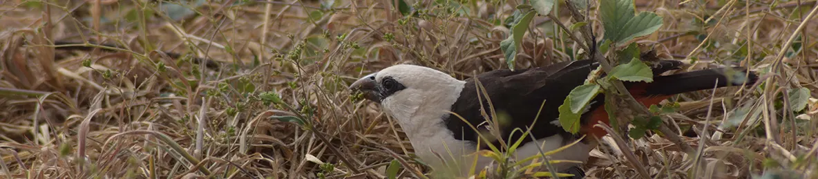 Tarangire national park
