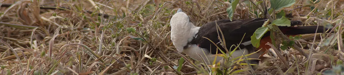 Tarangire national park
