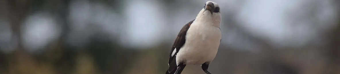 Tarangire national park