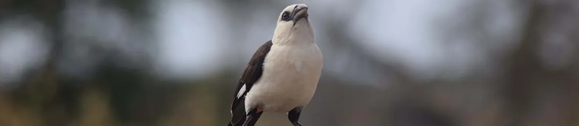 Tarangire national park