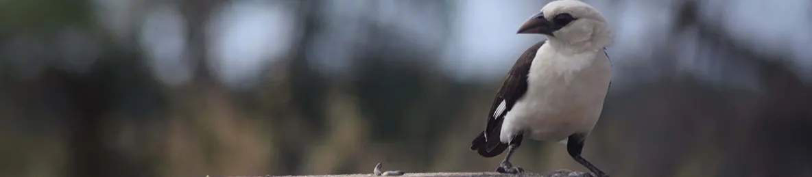 Tarangire national park