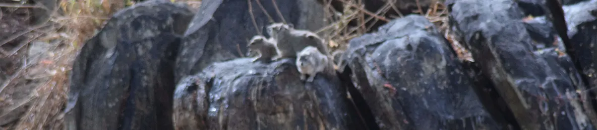 Tarangire national park