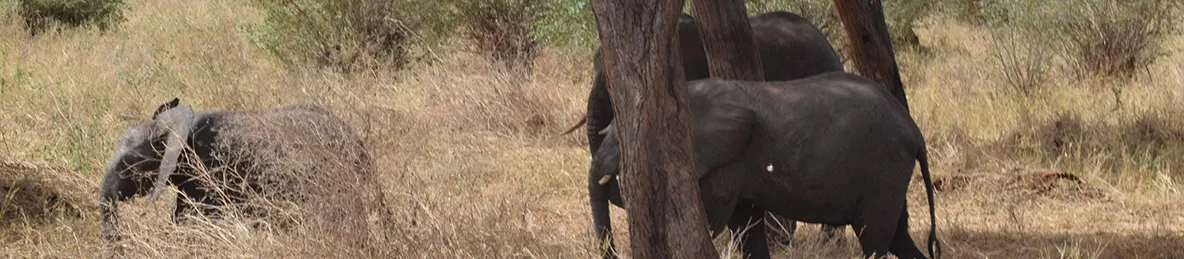 Tarangire national park