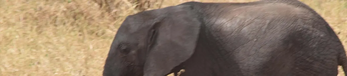 Tarangire national park