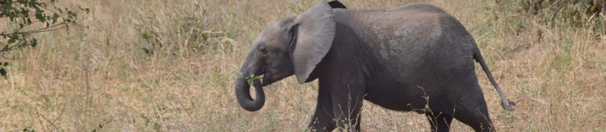 Tarangire national park