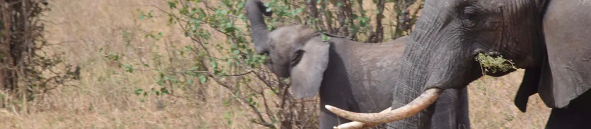 Tarangire national park