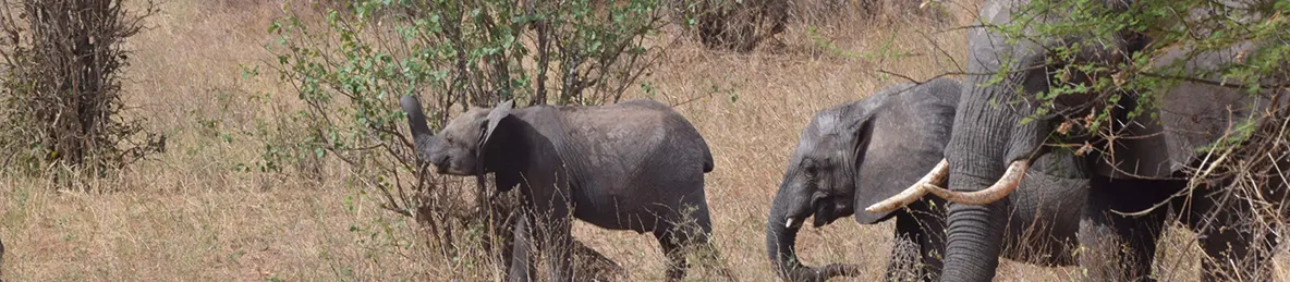 Tarangire national park