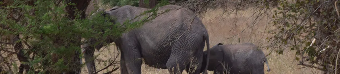 Tarangire national park