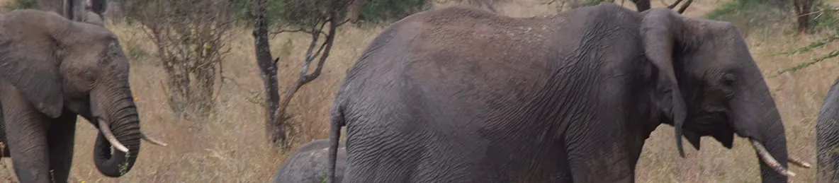 Tarangire national park