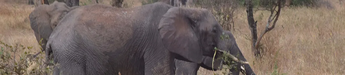 Tarangire national park