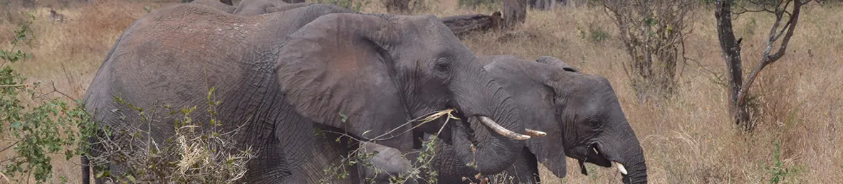 Tarangire national park