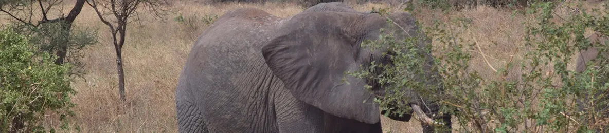 Tarangire national park