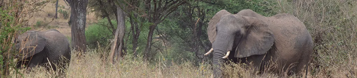 Tarangire national park