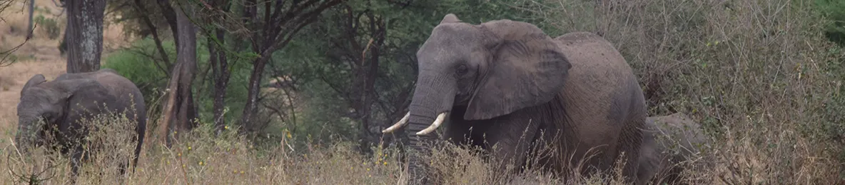 Tarangire national park